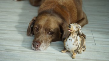 【客製化】寵物客製陶偶 公仔 雕塑