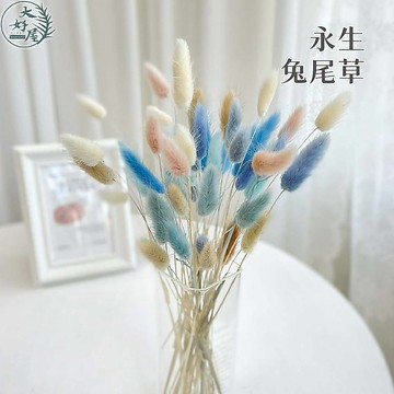 大好屋 台灣現貨 兔尾草 乾燥兔尾草 小束5支 高CP值 玫瑰花束配草 乾燥花材 迷你小花 DIY乾燥花 拍攝道具
