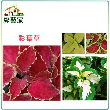 H27.彩葉草種子0.06克(約100顆)(混合色，高40~50cm)花卉 花類種子【綠藝家】
