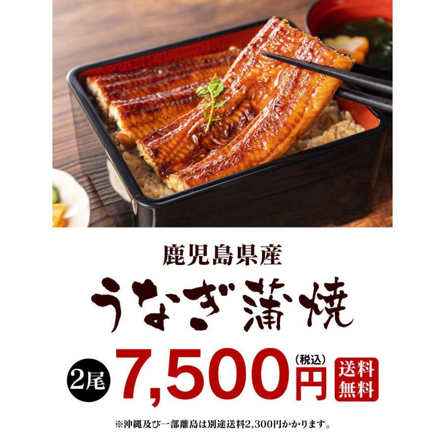 うなぎ蒲焼き 大サイズ 2尾セット 1週間-10日前後でお届け 国産 送料無料 鹿児島 ウナギ 鰻 かば焼き ＜タレ付き＞  食品 大嶌屋（おおしまや）