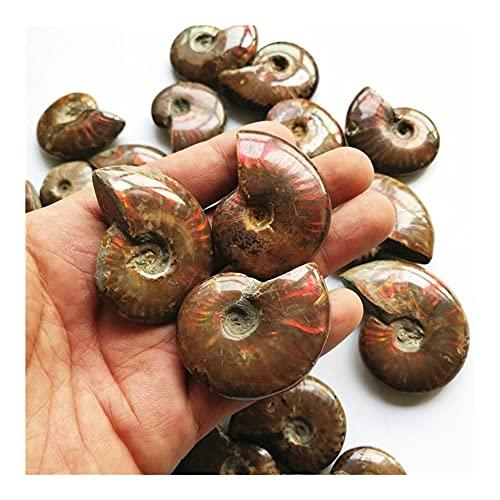 douzu Healing Crystal Madagascar Natural Iridescent Ammonite Ammolite Facet Specimen Mineral Stone Conch Paleontological Snail Fossil Collectible