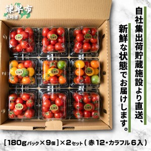 愛果菜ミニトマト×2セット