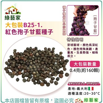 【綠藝家】大包裝B25-1.紅色孢子甘藍種子0.4克(約160顆)(紫色抱子甘藍) 紫色孢子甘藍 蔬菜種子 種子