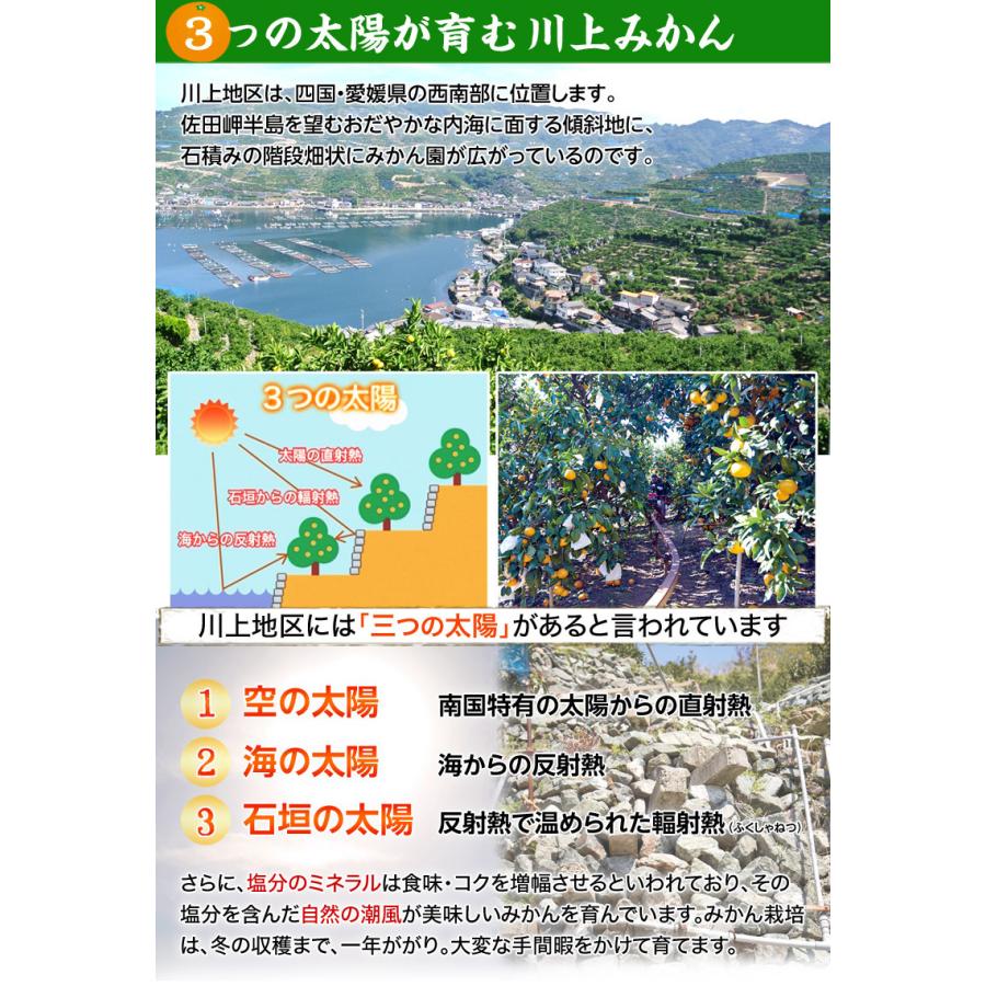 愛媛県産 川上みかん 『味ピカ』JAにしうわ 川上共選 S〜Ｌサイズ 約5kg (風袋込) ※常温 送料無料