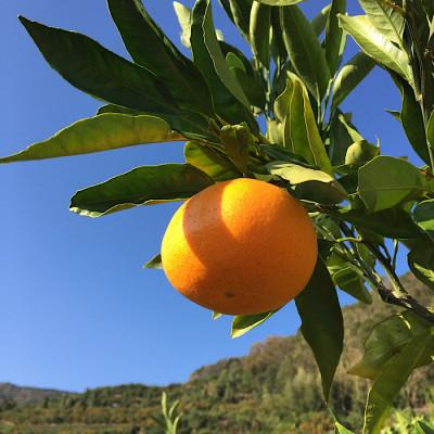 ふるさと納税 美浜町 和歌山　湯浅町産　田村みかん 5kg