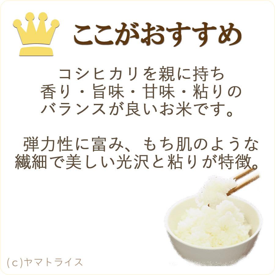 米 お米 5kg あきたこまち 秋田県産 白米 令和5年産