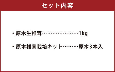 肉厚原木生 椎茸 1kg＆「おウチでキノコ狩り」原木椎茸栽培キット セット しいたけ