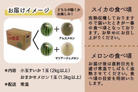 日を分けて2度楽しめる！小玉すいか・おすすめメロン 2種セット(2玉入)   あわら 期間限定 果物 フルーツ 産地直送 青肉 赤肉 スイカ 小玉スイカ 人気 ※2024年6月下旬より順次発送