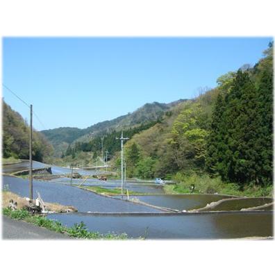 仁多米5kg(島根県産コシヒカリ)東の横綱が魚沼がライバルの西の横綱 にたまい（こしひかり）