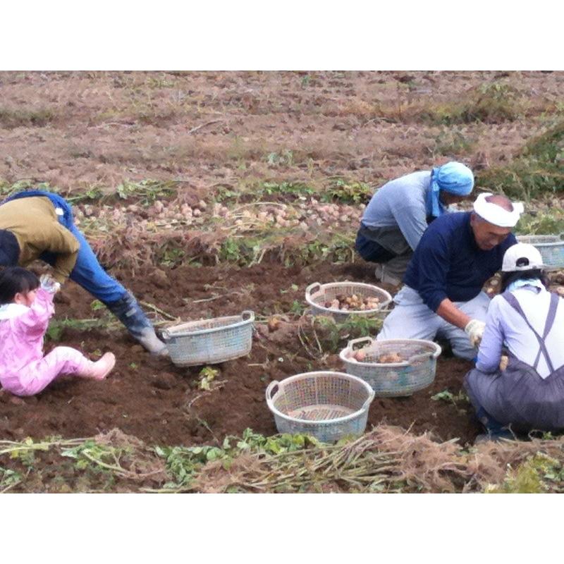 たまねぎ　北海道富良野産　　ＳからＬサイズ込　4.5kg　送料無料