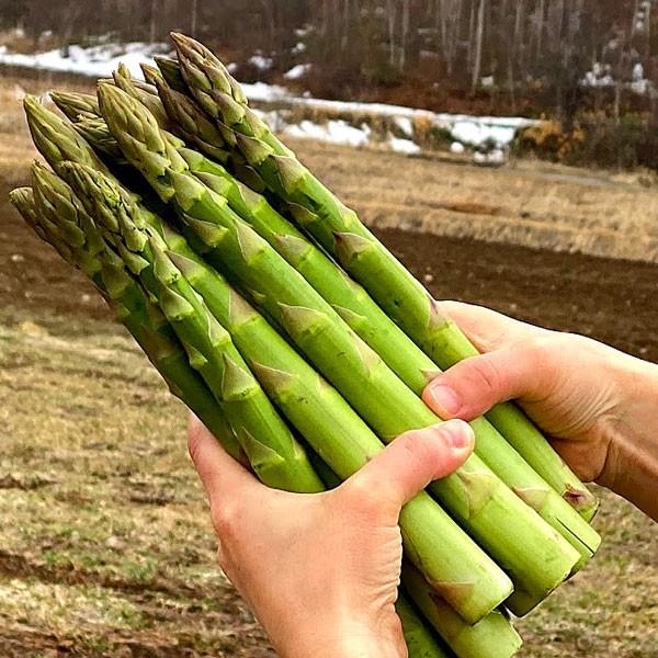 アスパラガス 北海道 グリーン アスパラ 超極太 4Lサイズ 1kg 富良野産 送料無料