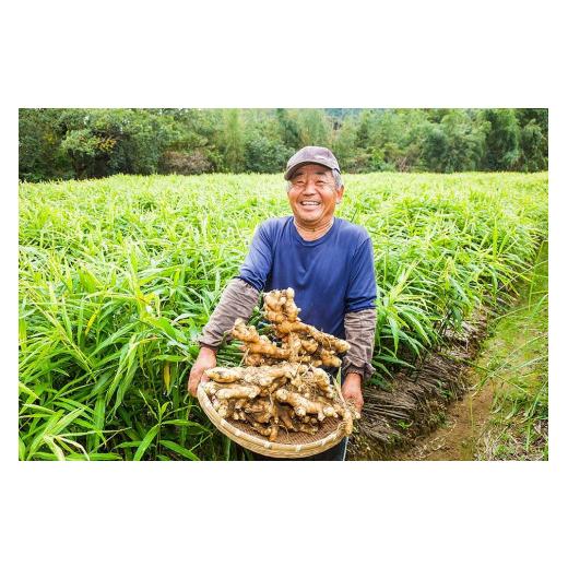 ふるさと納税 高知県 香美市 高知県産生姜2kg