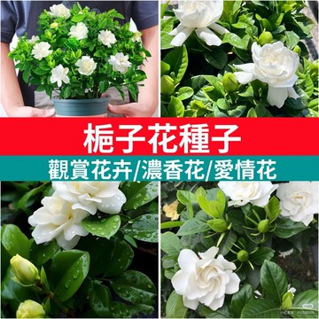 「重辦梔子花種子」 香花植物 庭院陽臺盆栽 雙瓣複瓣栀子 四季好種 濃香花卉 種子包  栽培 易活 新手友善