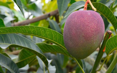 南国の果物　沖縄県産アップルマンゴー　1kg