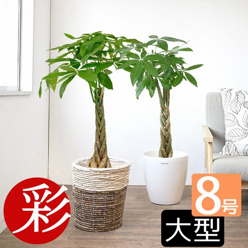 観葉植物 パキラ 8号鉢 2種類から選べる鉢カバー付 セット 大型 室内用 インテリア おしゃれ 通販 人気 通販 Lineポイント最大0 5 Get Lineショッピング