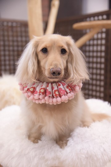 Angel Nina 寵物 圍兜 領巾 脖圍