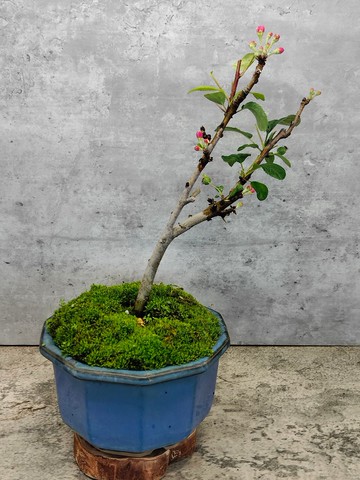 陶盆盆栽一才海棠姬蘋果   植物 盆栽