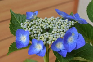 ブルースカイ 紫陽花 額紫陽花 贈り物 切り花 鉢植え 庭木 初心者でも育てやすい 通販 Lineポイント最大1 0 Get Lineショッピング