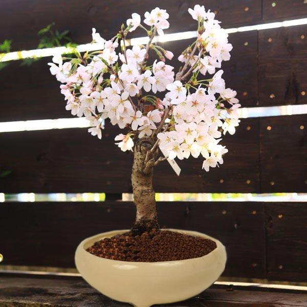 桜盆栽：特選吉野桜(大)（よしのさくら）（染井吉野）*(瀬戸焼白