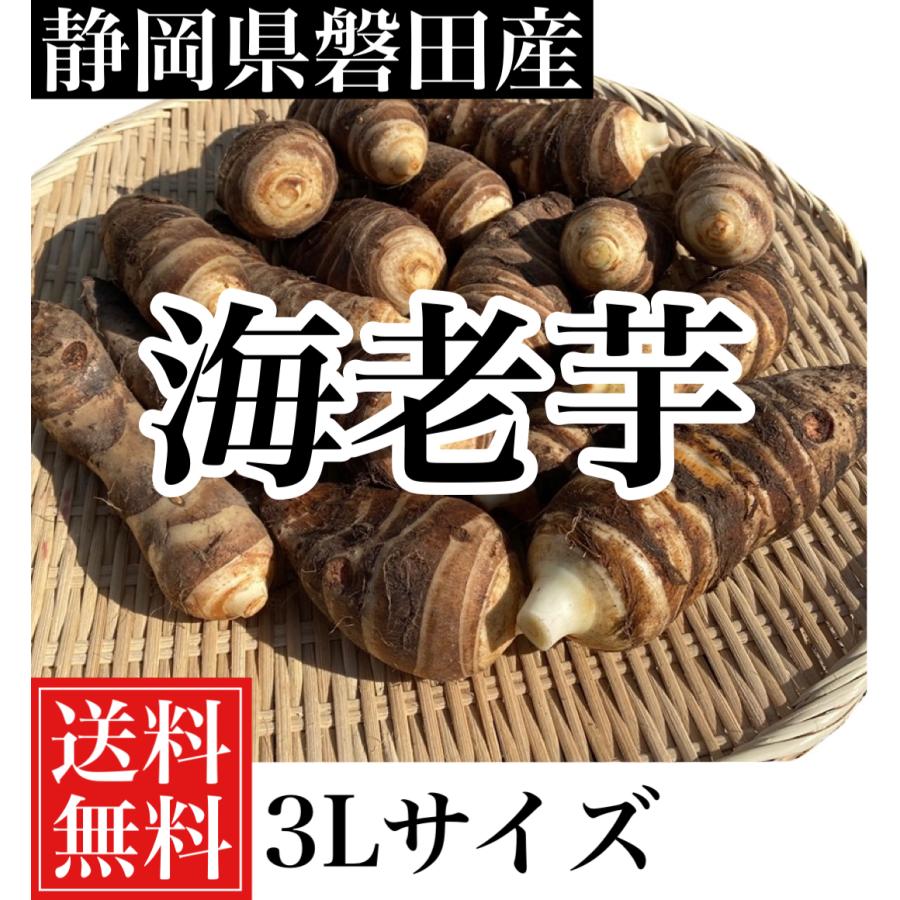 静岡県磐田産　海老芋3Lサイズ5キロ(約8個から10個入り) 送料無料！