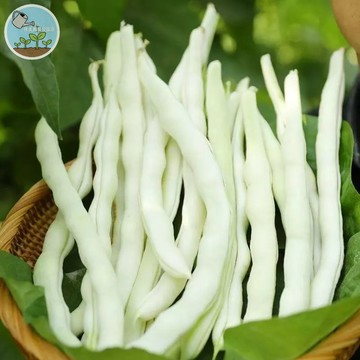 九粒白種子（Jiu Li Bai） 豆種子  結果率高 庭院爬藤蔬菜 食用嫩果 天然清潔 四季可種 新手友善
