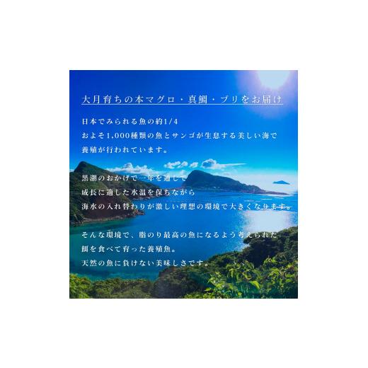 ふるさと納税 高知県 大月町 本マグロ・鯛・ブリのお刺身を堪能！ 計12回