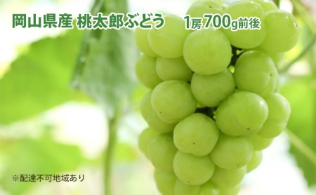 ぶどう 2024年 先行予約 桃太郎 ぶどう 1房 700g前後 ブドウ 葡萄  岡山県産 国産 フルーツ 果物 ギフト