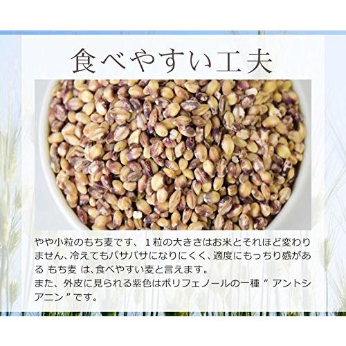 国産 もち麦 900g ダイシモチ 茶(赤紫)色