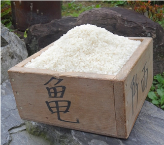 3回 定期便 希少品種米 ササシグレ 精米 5kg×3回 総計15kg   長沼 太一   宮城県 加美町