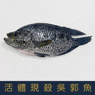 【就是愛海鮮】活體現殺吳郭魚 500±10%【冷凍出貨】 鮮味美 並富含多種營養 烤魚最佳選擇[量大可配合批發/團購]