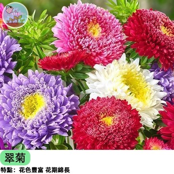 🌼【花壇主角 新手必種】翠菊混合色種子 紫/粉/白/桃紅 重瓣花型 夏秋開花 切花材料 陽台盆栽 蜜源植物