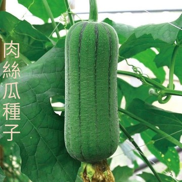 🥒（大肉絲瓜種子）高產 特大春夏秋季特長絲瓜籽 農家庭院爬藤種子 田園庭院盆栽蔬菜菜種子 四季懶人果蔬種子
