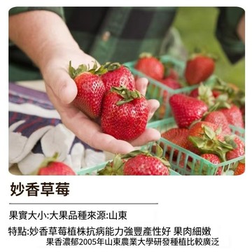 妙香草莓種子 台灣現貨 四季草莓 家庭盆栽 陽台種植 水果種子 自栽自種 觀賞食用 易種活 送栽種手冊 當季可播