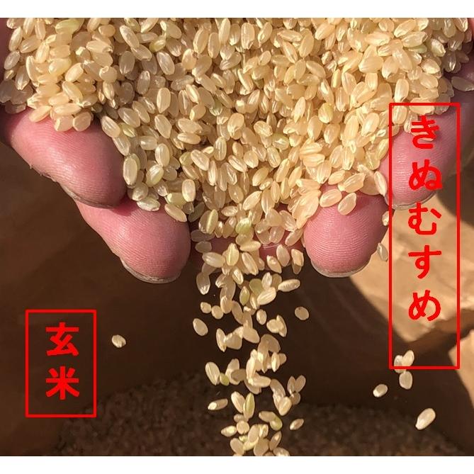 送料無料！令和5年産　近江の味　「きぬむすめ」玄米1ｋｇ