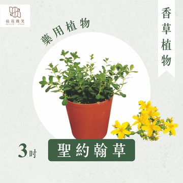 【拈花微笑】聖約翰草｜3吋｜改善情緒｜抗抑鬱｜婦女調經｜香草植物｜食用植物｜調味料｜泡茶飲用｜甜點｜藥用｜精油｜觀賞