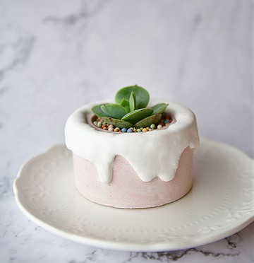 ∣每天莓煩惱∣手作泥盆/多肉甜點造型植栽/接單訂製商品