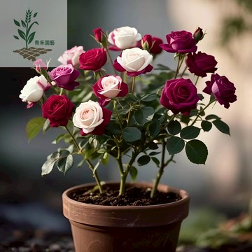 青禾園藝 矮化日式盆栽【薔薇玫瑰種子】藤本月季大花濃香庭院爬藤植物花卉盆栽陽台玫瑰爬牆四季花卉種子多年生