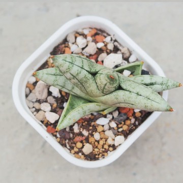 【荳荳多肉】【姬佛手】喬遷│送禮│升遷│多肉植物