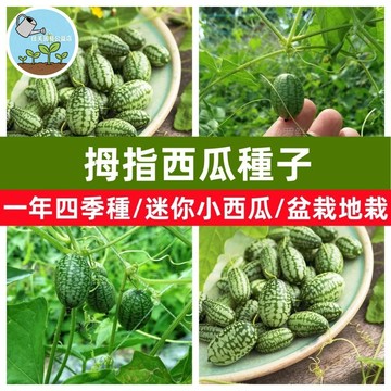 台灣現貨 拇指西瓜種子 盆栽陽台種植 迷你水果 新奇趣味 可食用 盆栽 家庭園藝 特色小品 春播種子 居家綠化 新手友善