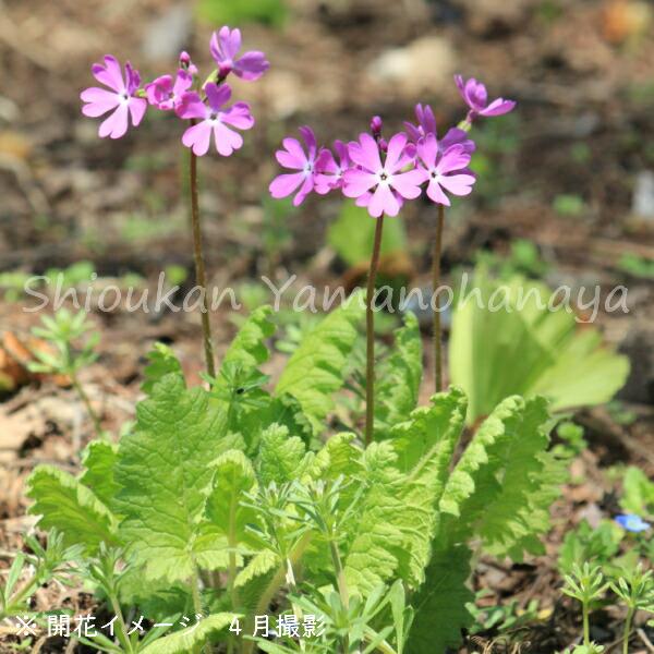 日本サクラソウ 9cmポット苗 山野草 耐寒性多年草 桜草 プリムラ 今季開花終了