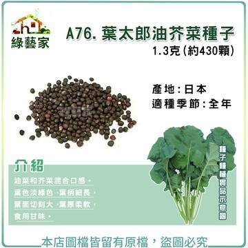 【綠藝家】A76.葉太郎油芥菜種子1.3克(約430顆)油菜和芥菜混合口感。葉色淡綠色、葉柄細長。蔬菜種子 葉菜種子