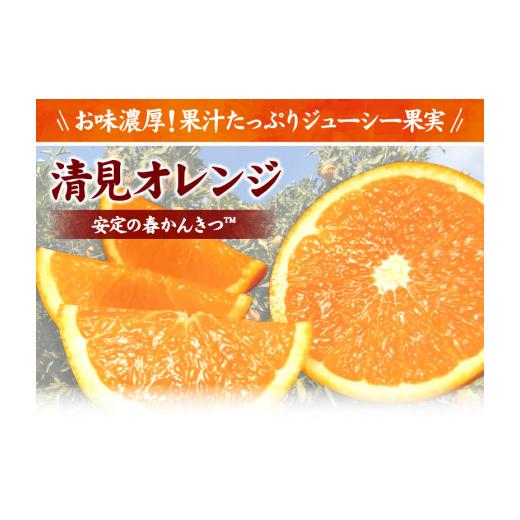 ふるさと納税 和歌山県 太地町 清見オレンジ約8kg／果実サイズおまかせ　※2024年2月中旬〜4月下旬頃に発送予定　　　紀伊国屋文左衛門本舗