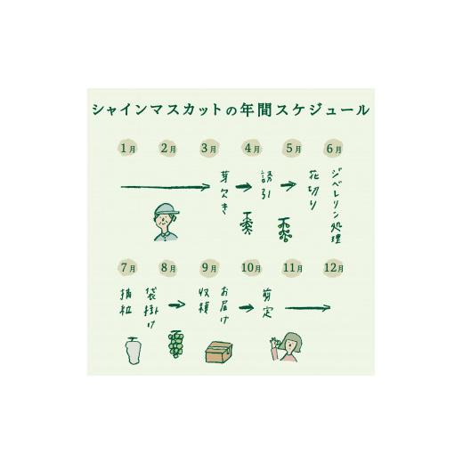 ふるさと納税 山梨県 富士吉田市 2024年発送山梨県産 シャインマスカット2房 (1.2kg以上)…