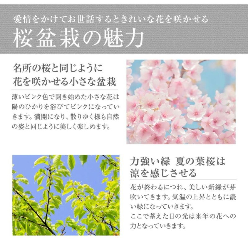 盆栽 桜 桜盆栽 ミニ盆栽 ミニ桜 旭山桜 金彩 4号 信楽焼 花見 四季