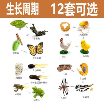 🌈幼兒園教具動物成長周期仿真青蚊子蜘蛛龜蝴蝶雞螞蟻生命認知模型