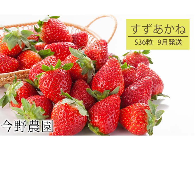 先行予約 2024年9月発送 北海道 仁木町産 いちご 「 すずあかね 」 (S36粒) 今野農園