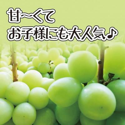 ふるさと納税 笛吹市 山梨県産シャインマスカット2房(約1.2kg)