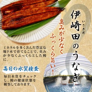 a5-223 鹿児島県産 伊崎田のうなぎ蒲焼 中＜150g以上＞× 2尾(計300g以上)