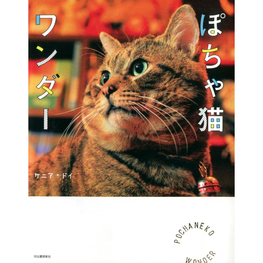 ぽちゃ猫ワンダー ケニア・ドイ