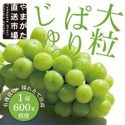 ふるさと納税 山形県 大房もぎたてシャインマスカット1房　600g程度(ギフト箱入り)